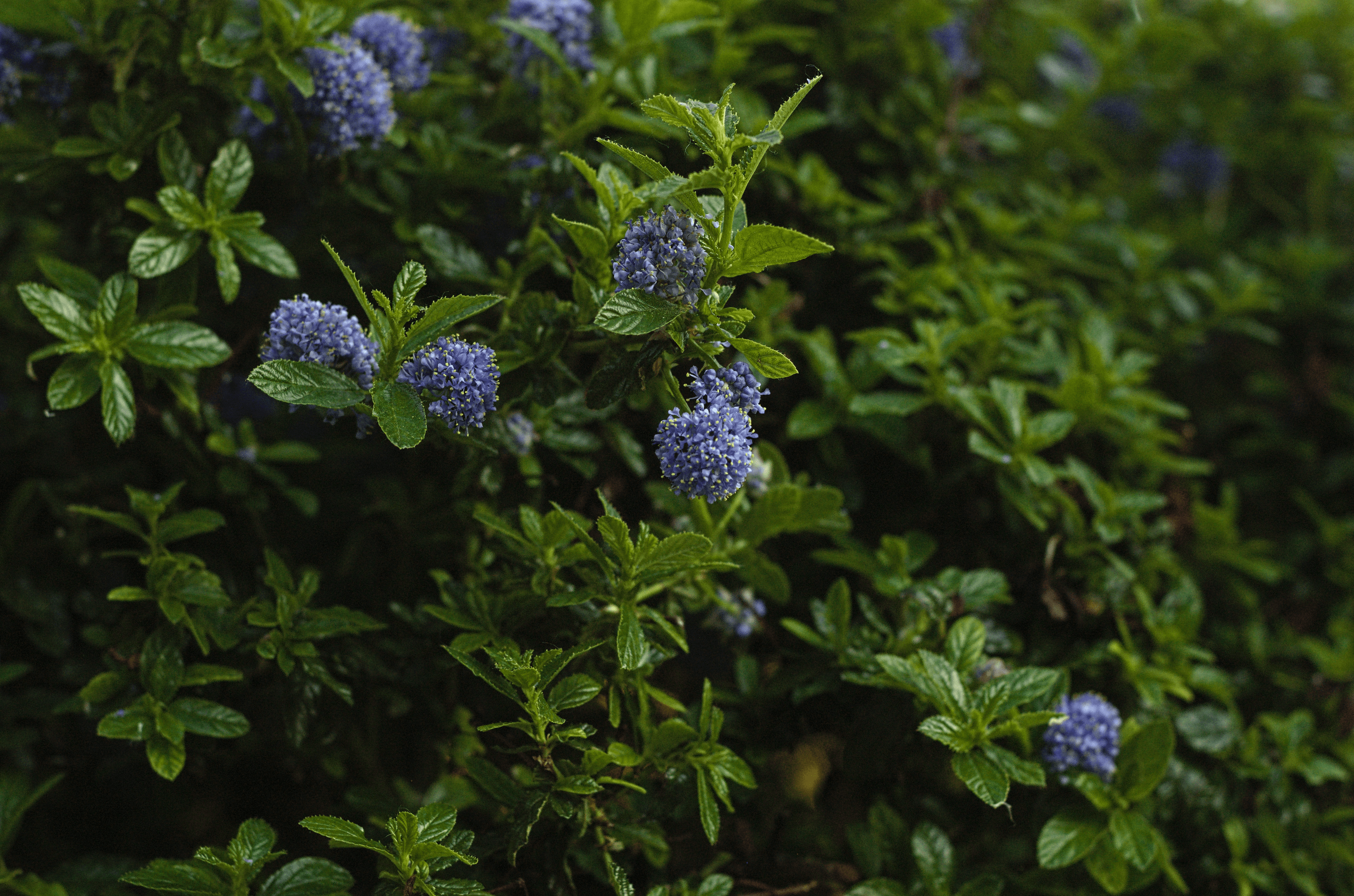 Blue flowers