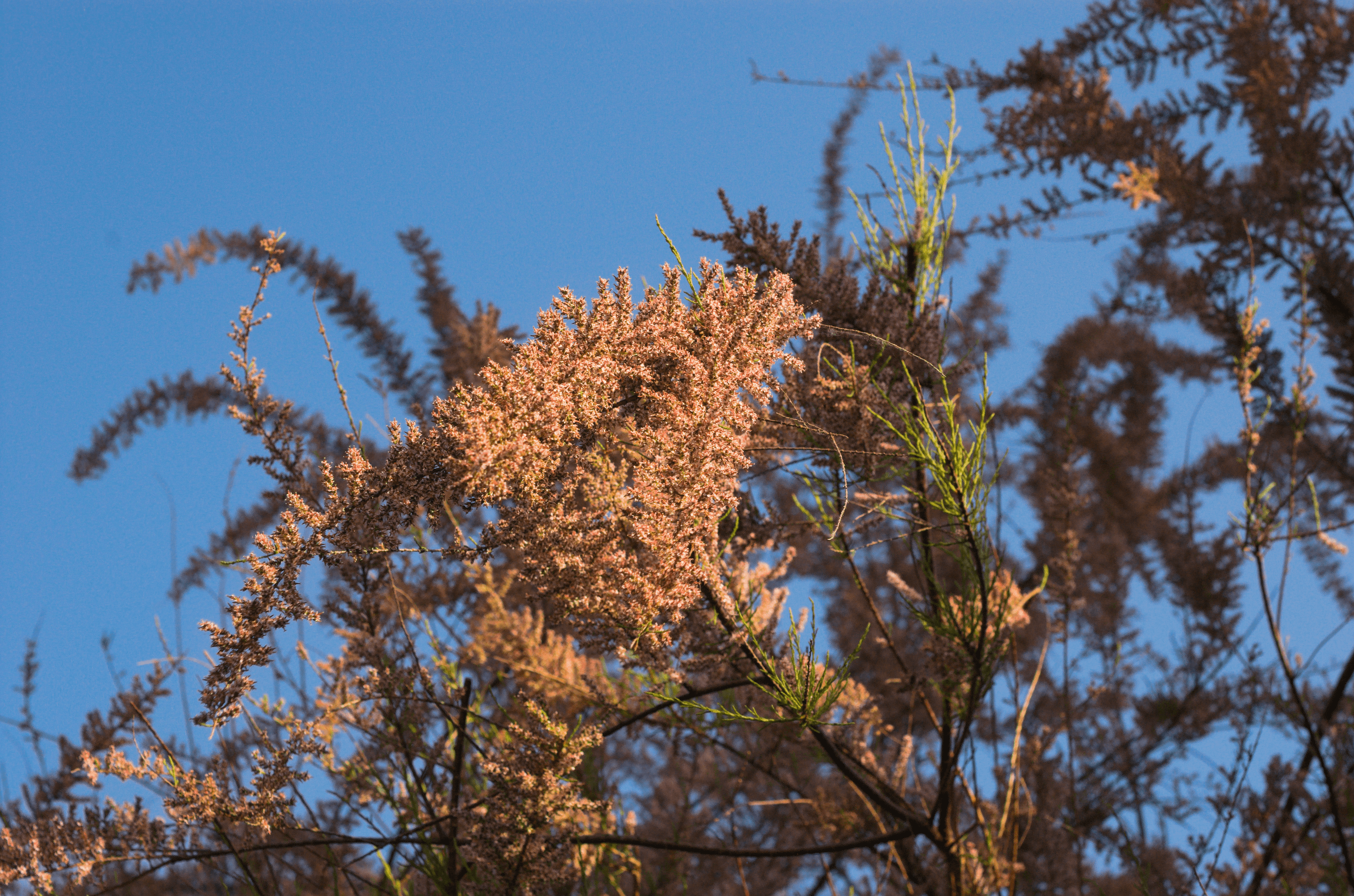 Pink flowers